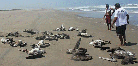http://www.zengardner.com/wp-content/uploads/Peru-pelican-die-off.png
