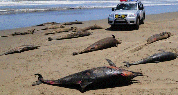 http://www.zengardner.com/wp-content/uploads/dolphin-die-off-Peru.png