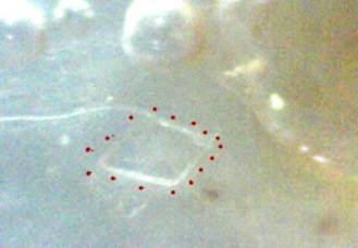 This diamond shaped clear particle was found in watery goo.  There were also several smaller particles of this same shape with it.  I was unable to photograph them but saw them with my scientific microscope.  I added the red dots for visibility.  200x