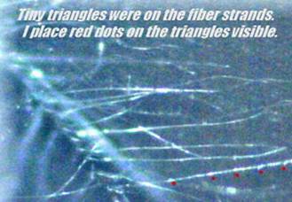 Morgellons Photo Journal - These feather-like fibers were found by several Morgellons people.  With my scientific microscope I was amazed to see tiny triangles on each fiber at spaced intervals.  I believe it is an array. 200x