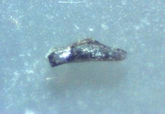 Metal fragment found in Morgellons lesions.  200x
